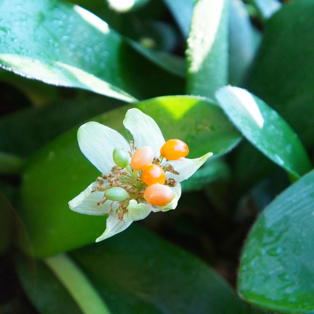 Scadoxus ou haemanthus albiflos