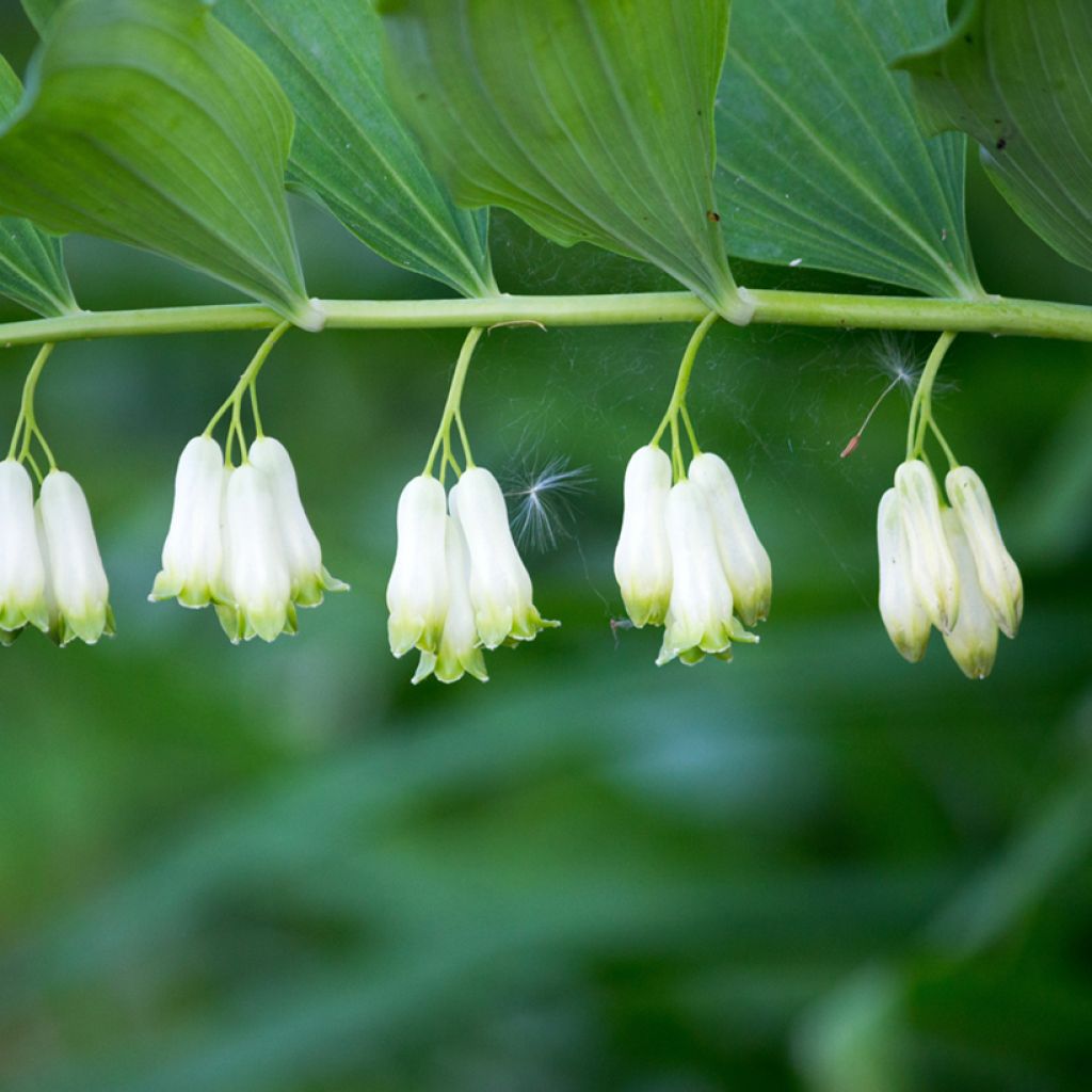 Polygonatum multiflorum