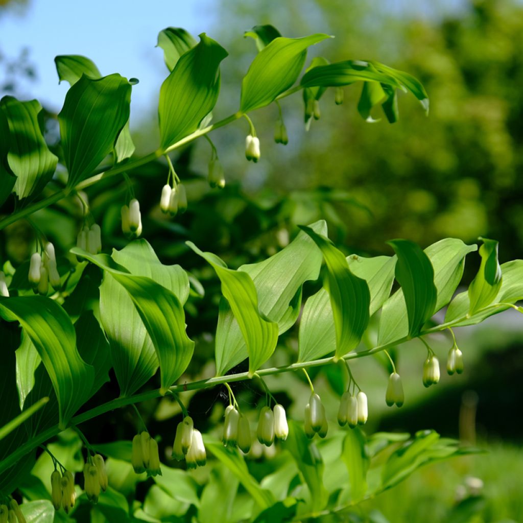 Sceau de Salomon - Polygonatum odoratum