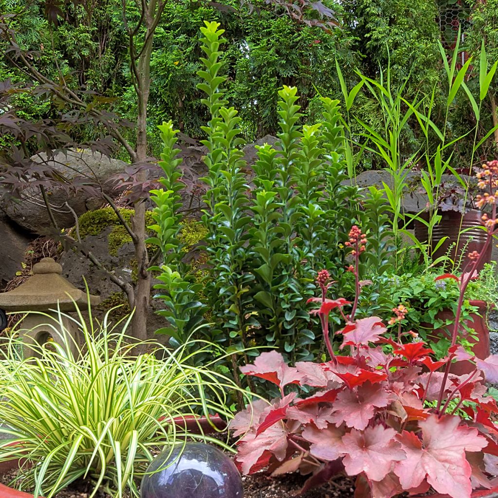 Fusain du Japon - Euonymus japonicus Green Spire