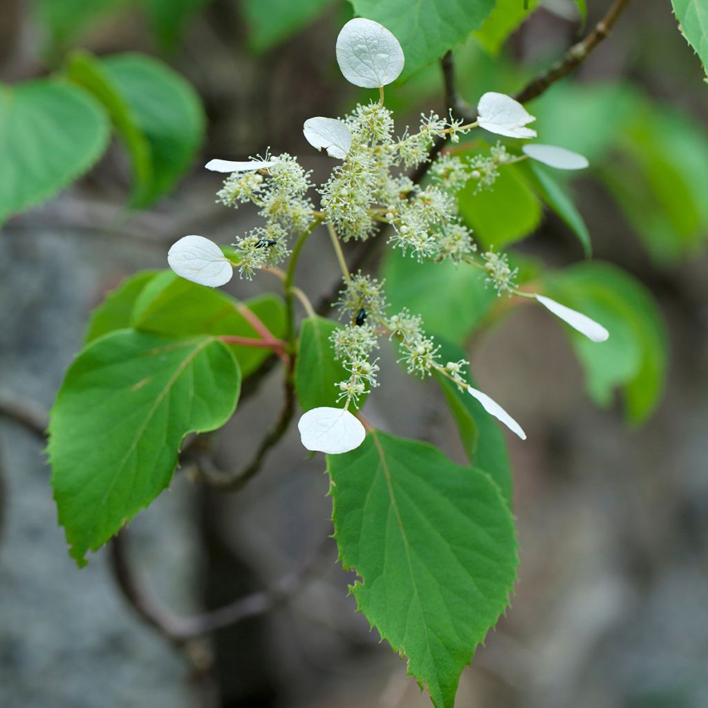 Schizophragma hydrangeoïdes