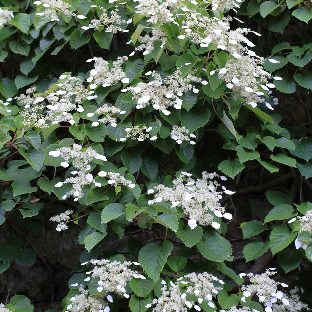 Schizophragma hydrangeoïdes