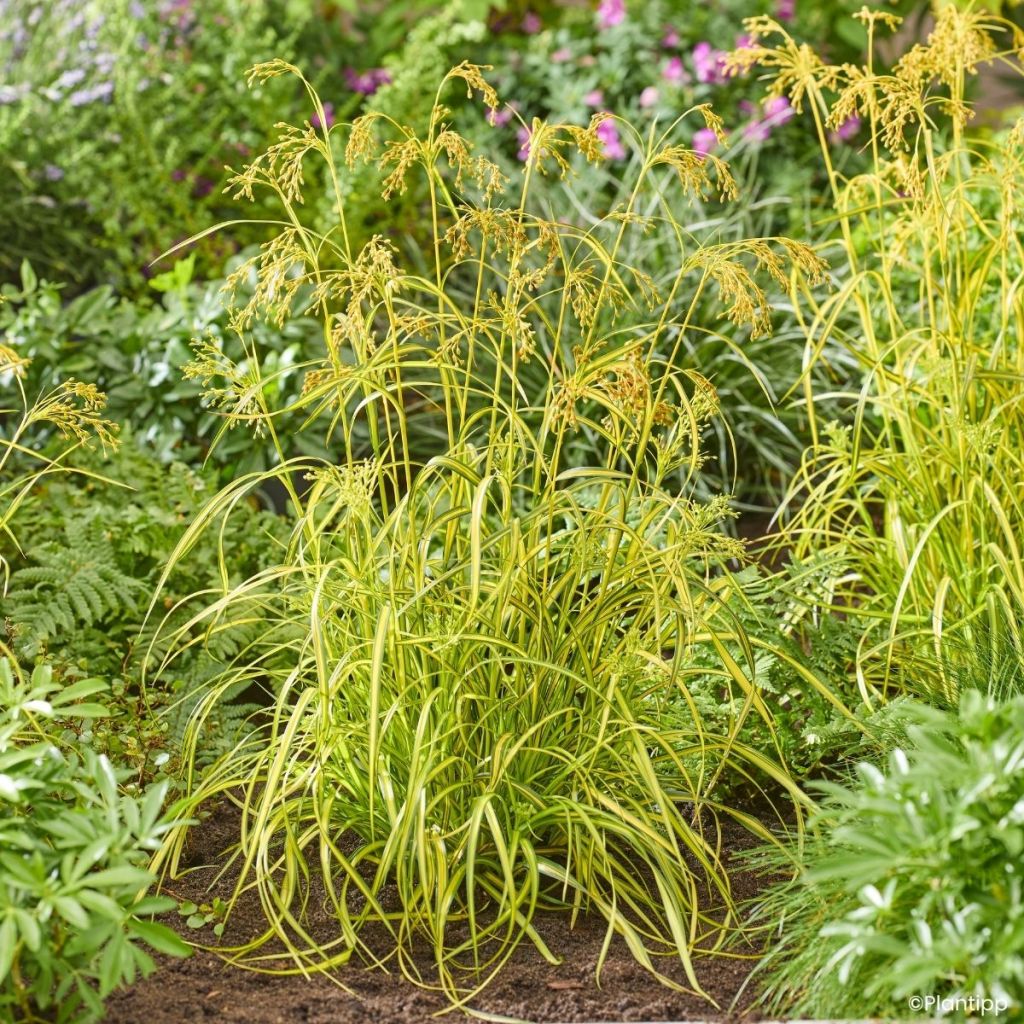 Scirpus pendulus Stars and Strips - Scirpe pendant