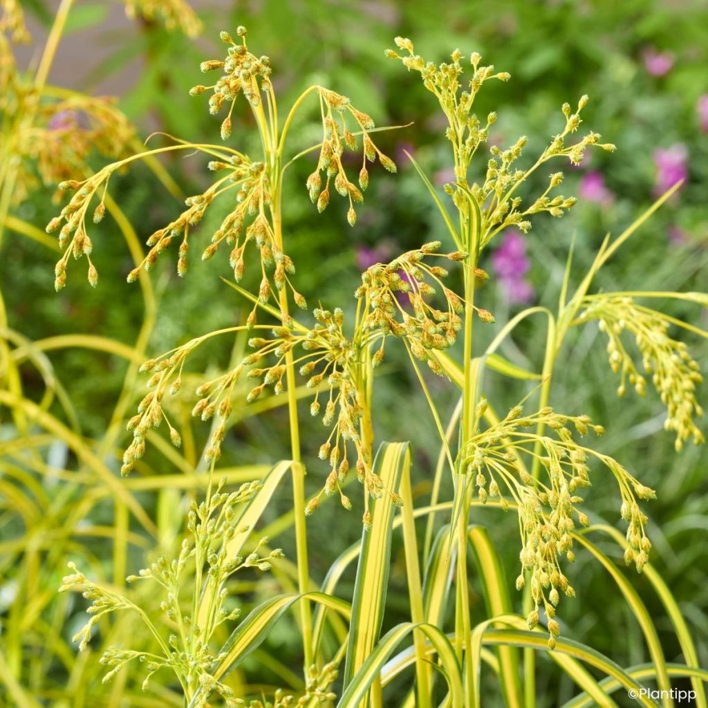 Scirpus pendulus Stars and Strips - Scirpe pendant