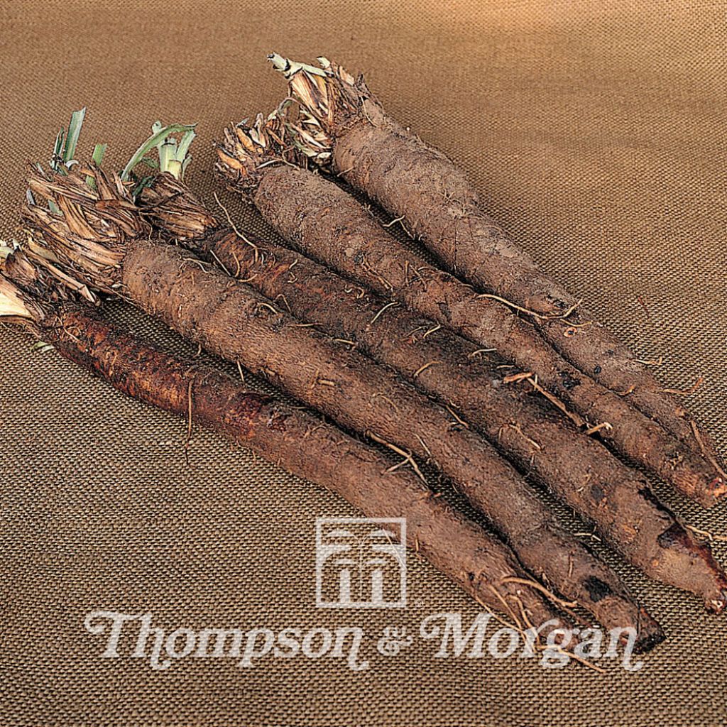 Scorzonera Hispanica