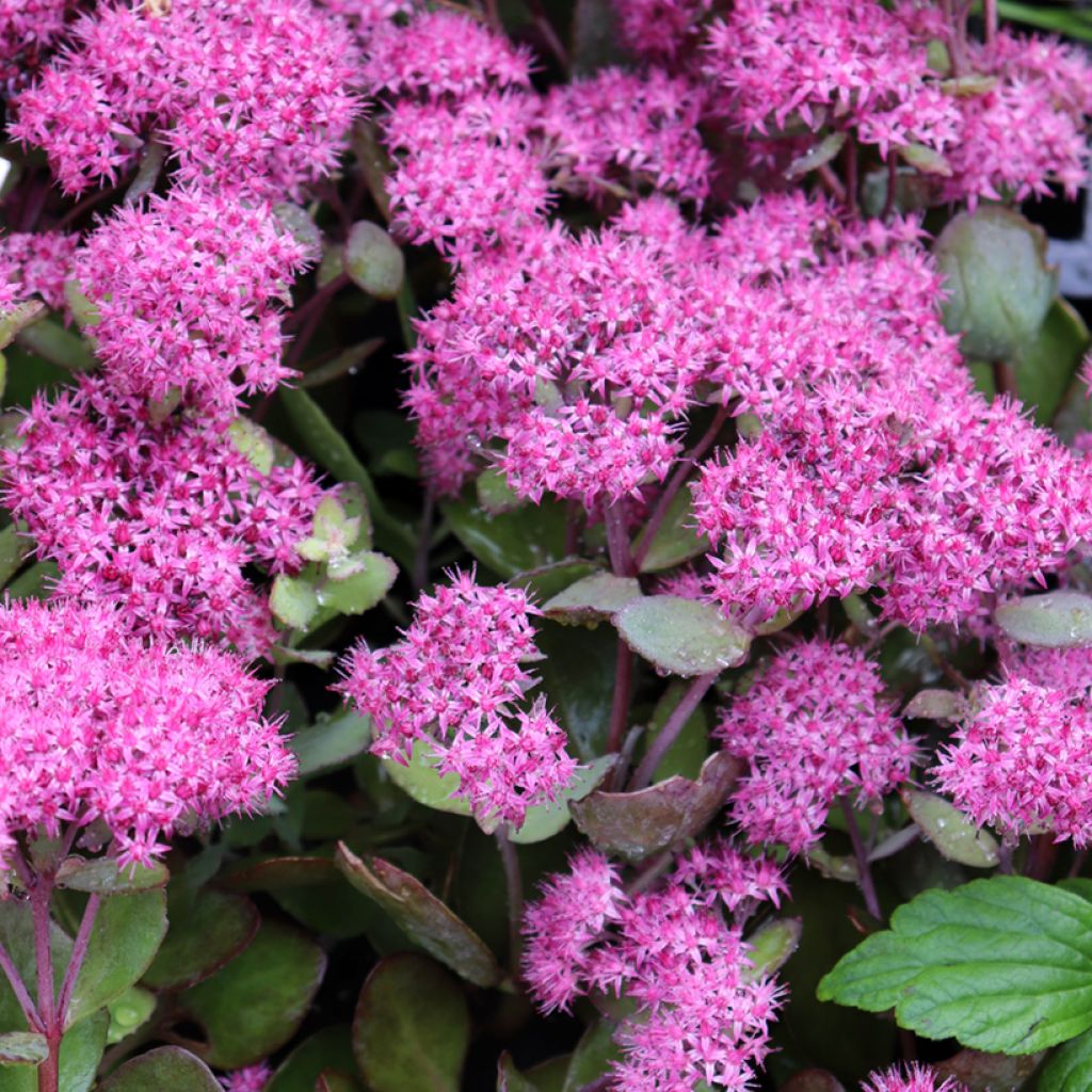 Sedum Mr Goodbud - Orpin d'automne