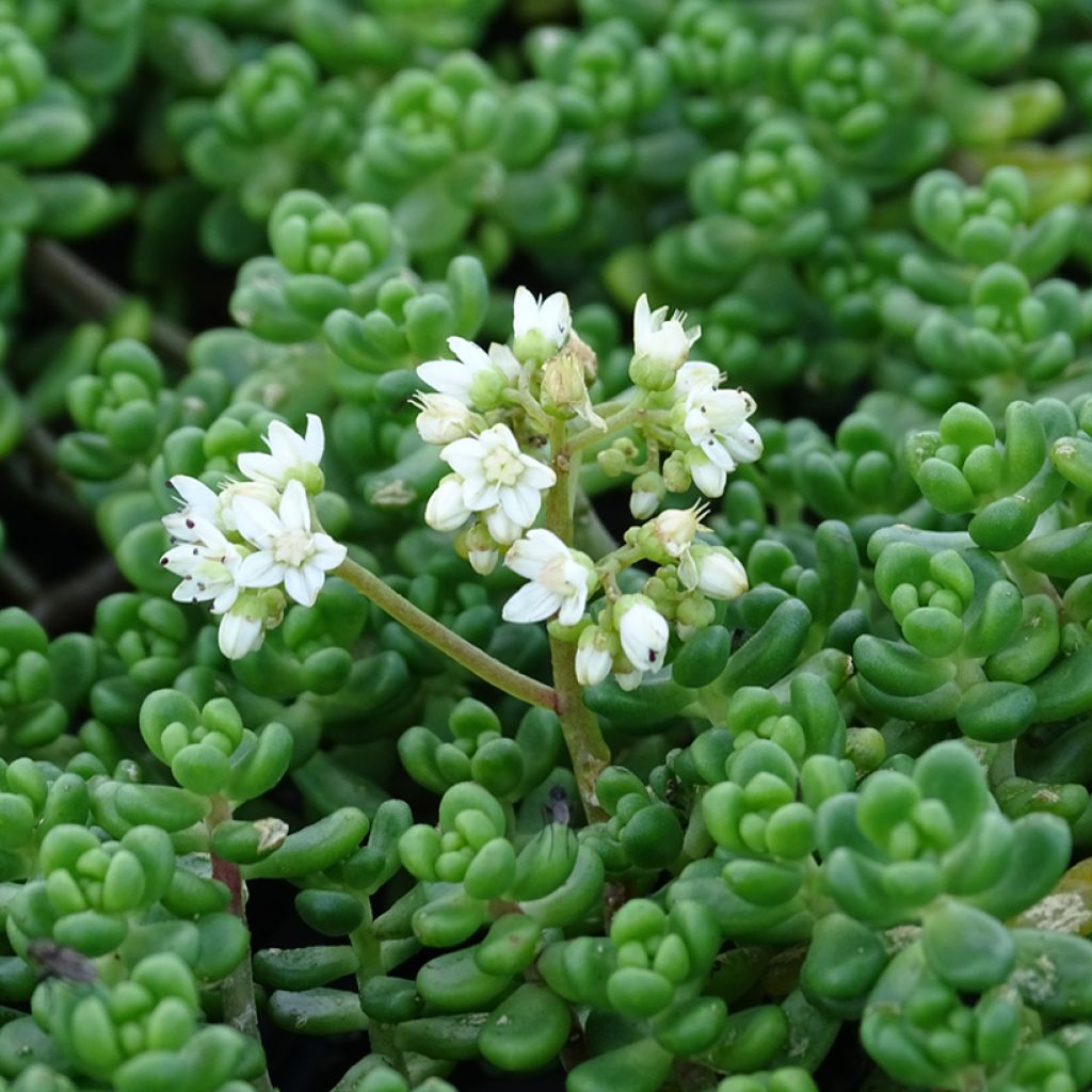 Sedum divergens