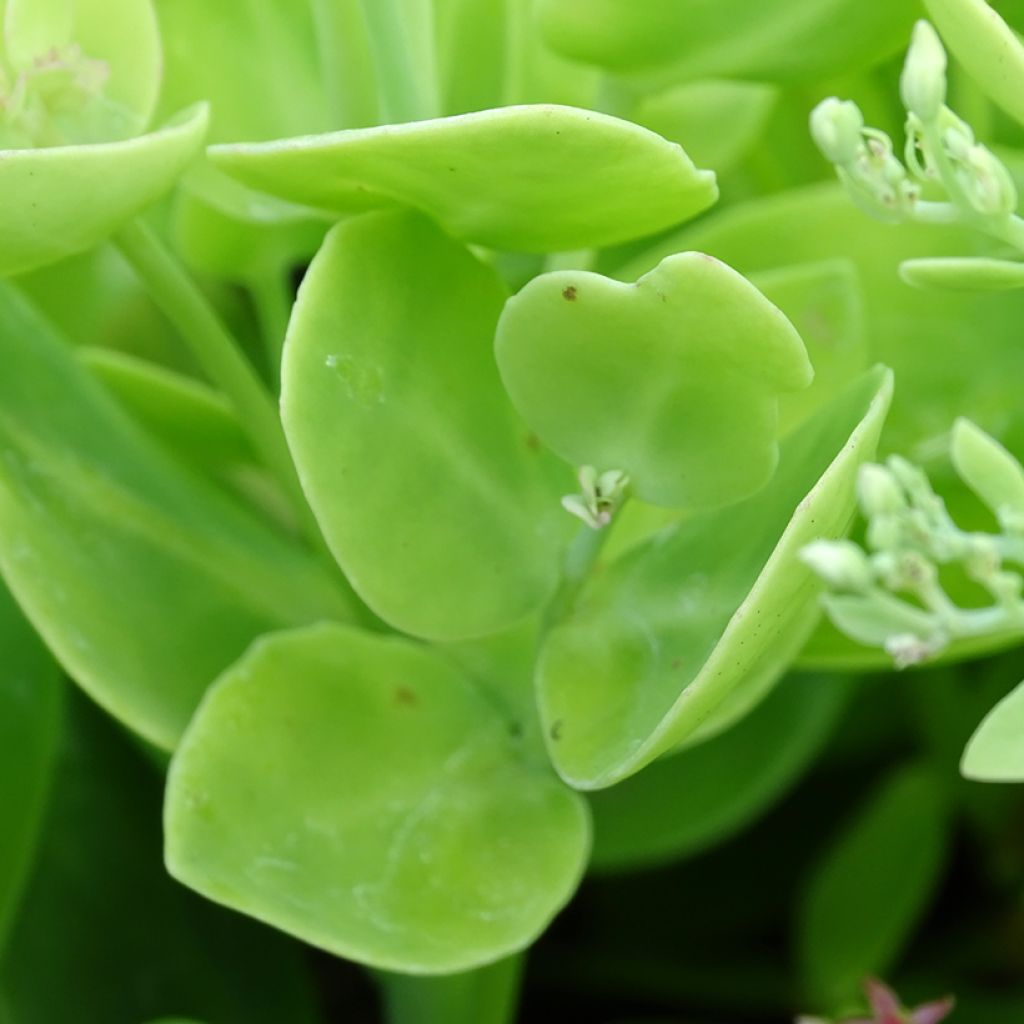 Sedum spectabile Brilliant