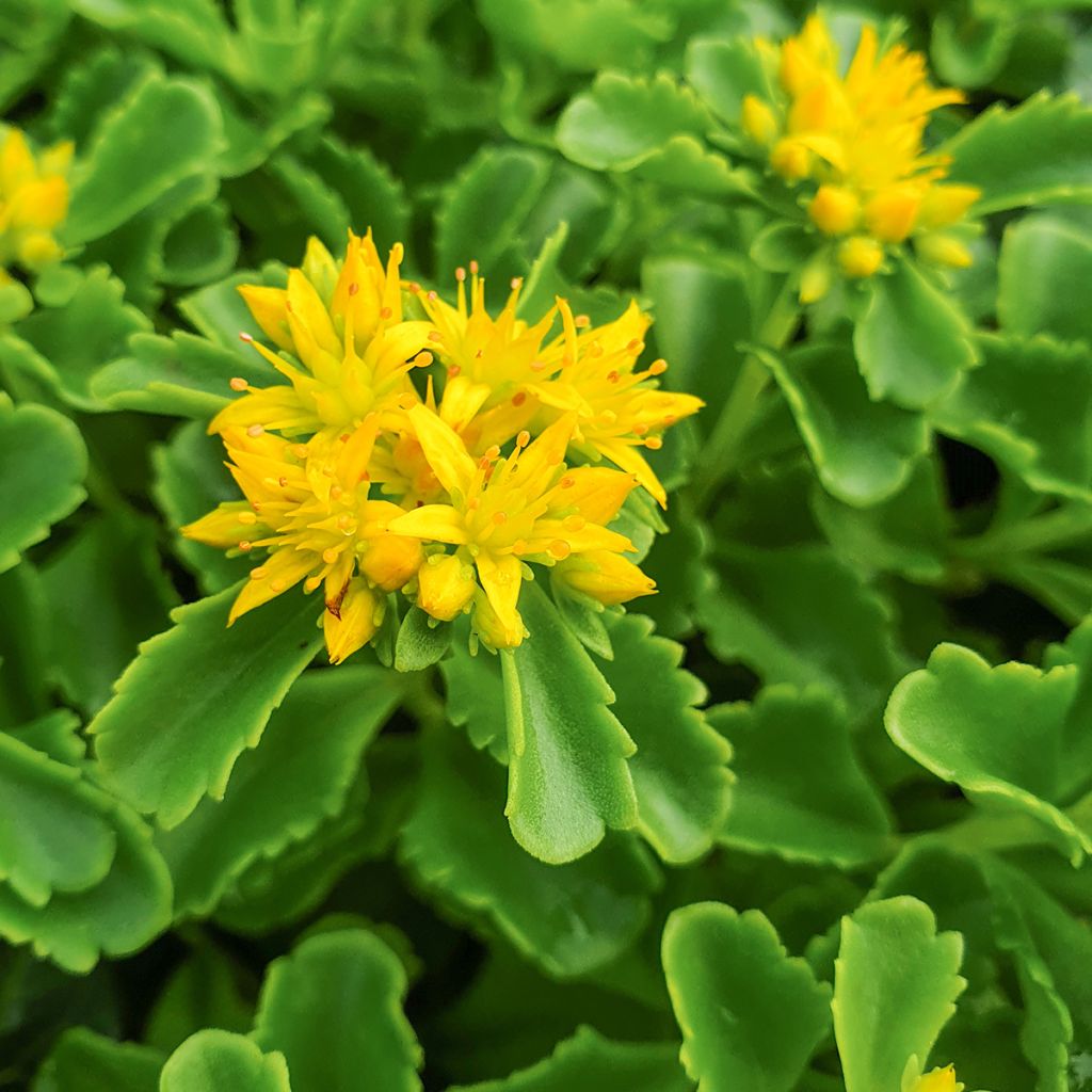 Sedum kamtschaticum - Orpin du Kamtchatka