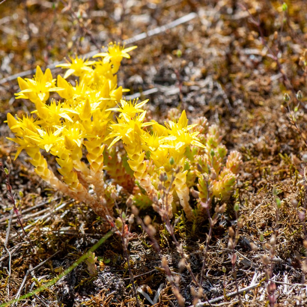 Sedum acre em sementes