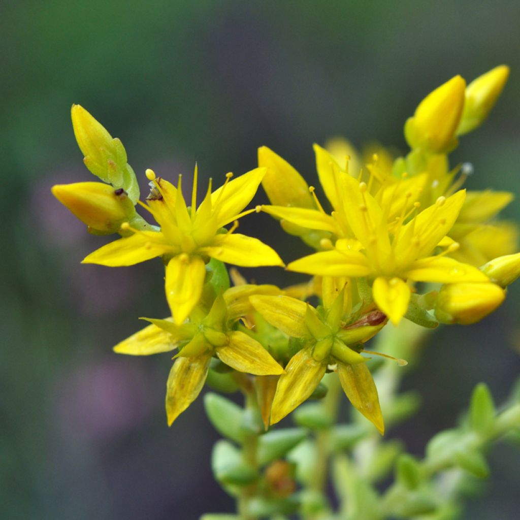 Sedum acre em sementes