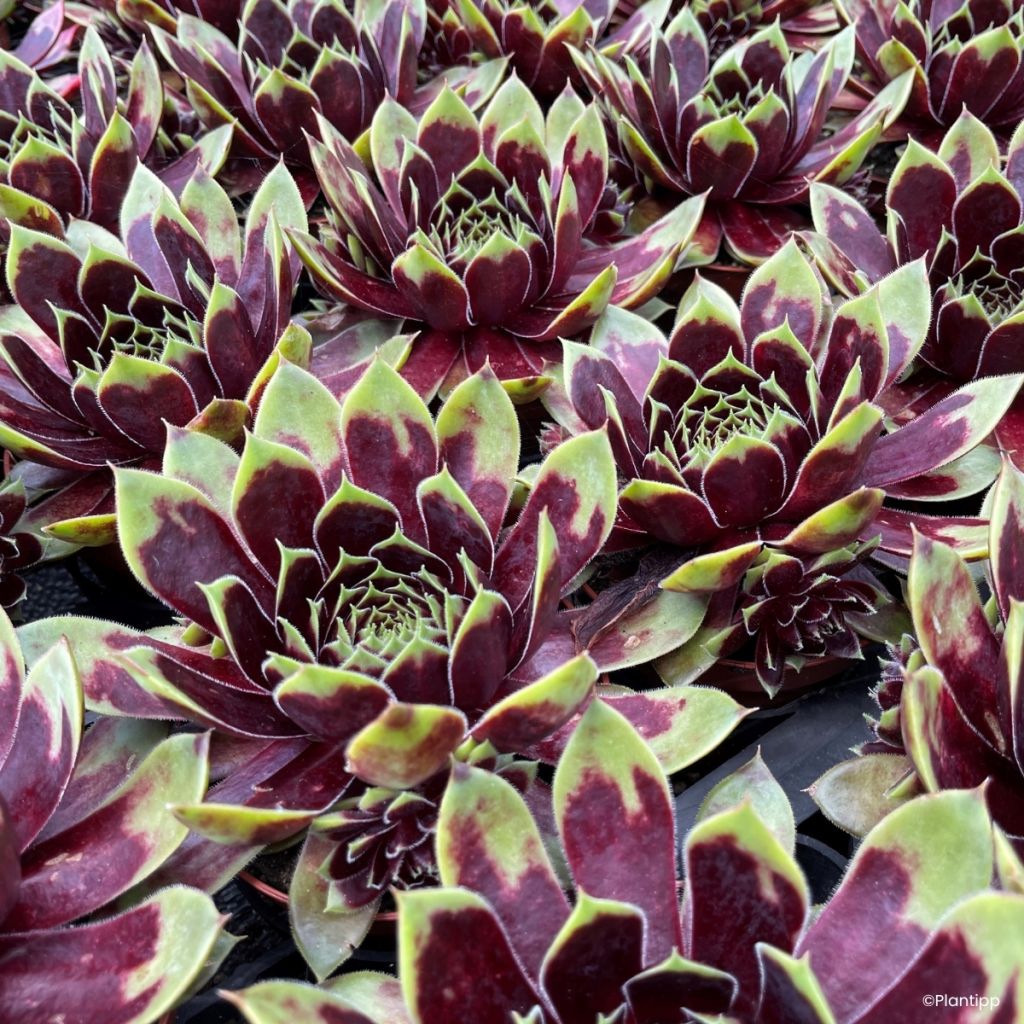 Sempervivum Colorockz Coconut Crystal - Joubarbe