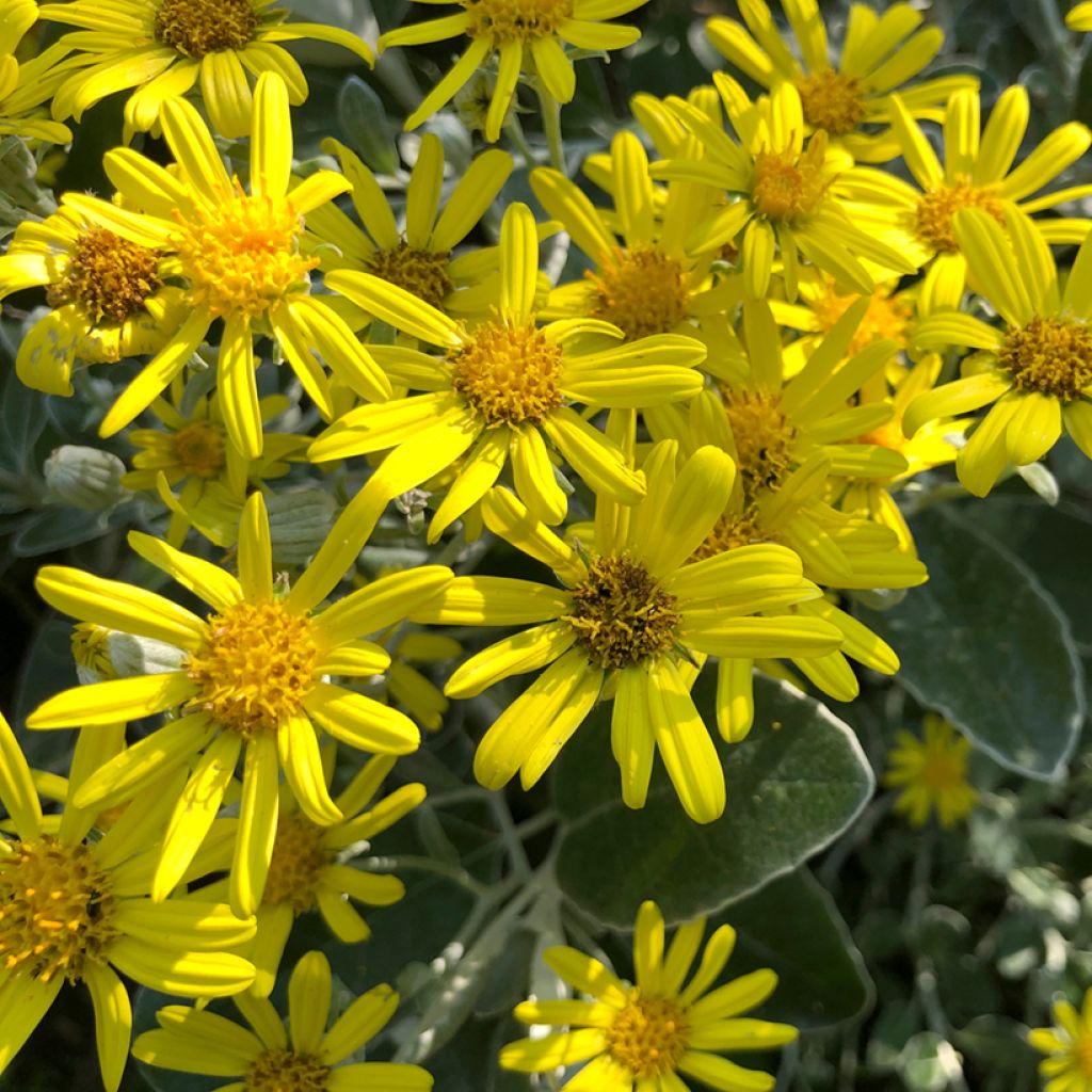 Senecio greyi Sunshine - Seneçon en arbre