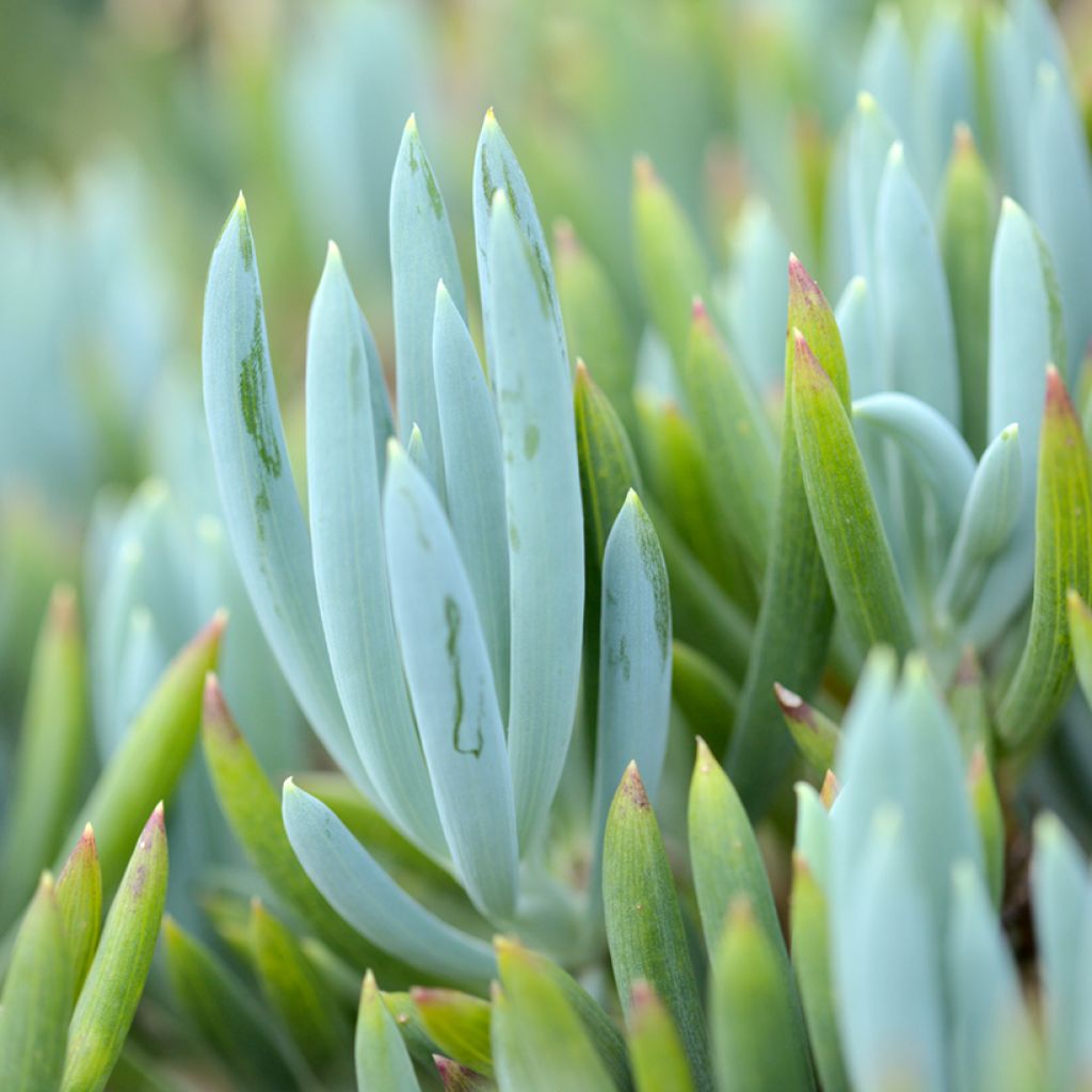 Senecio serpens Blue Chalk