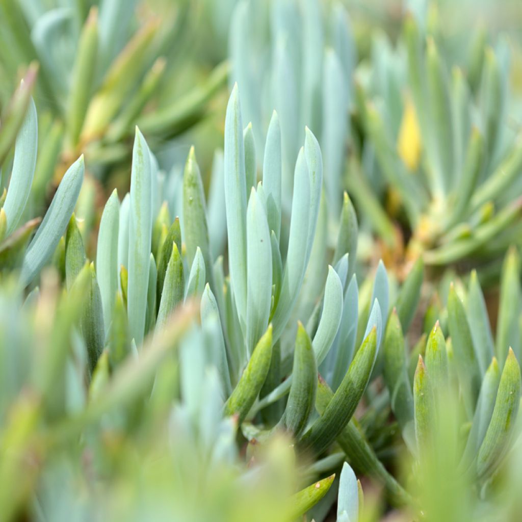 Senecio serpens Dwarf Blue