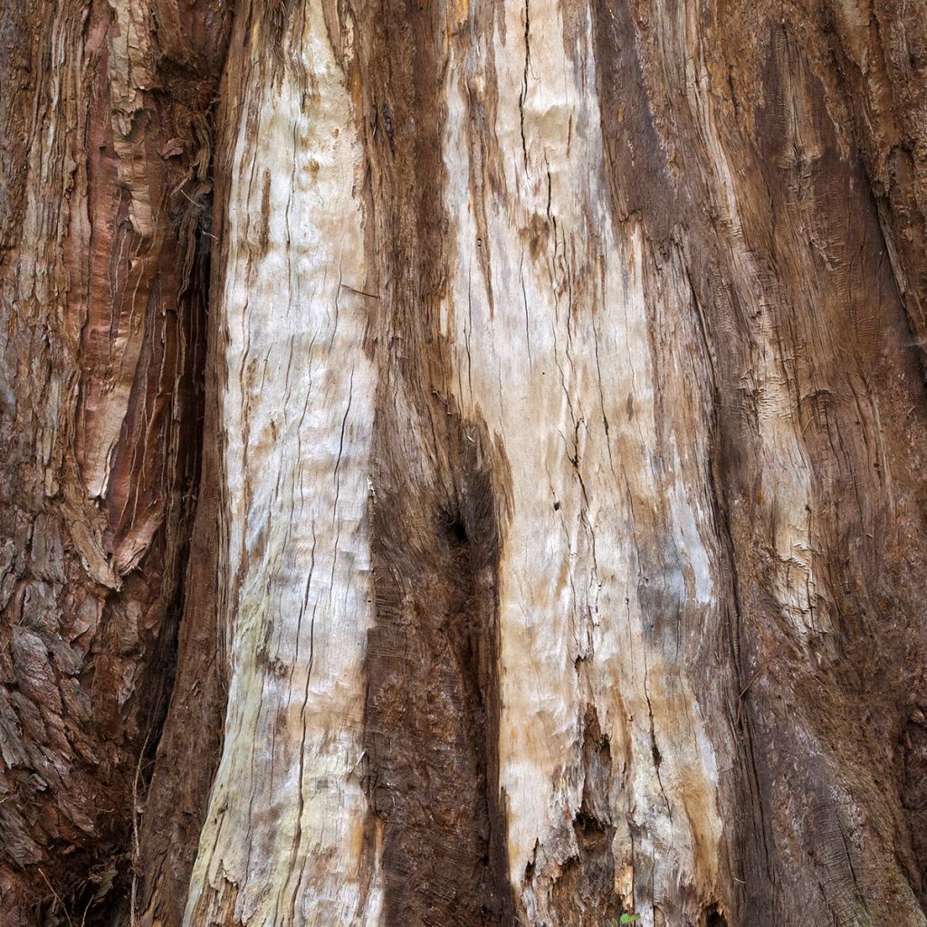 Graines de Sequoia géant - Sequioadendron giganteum