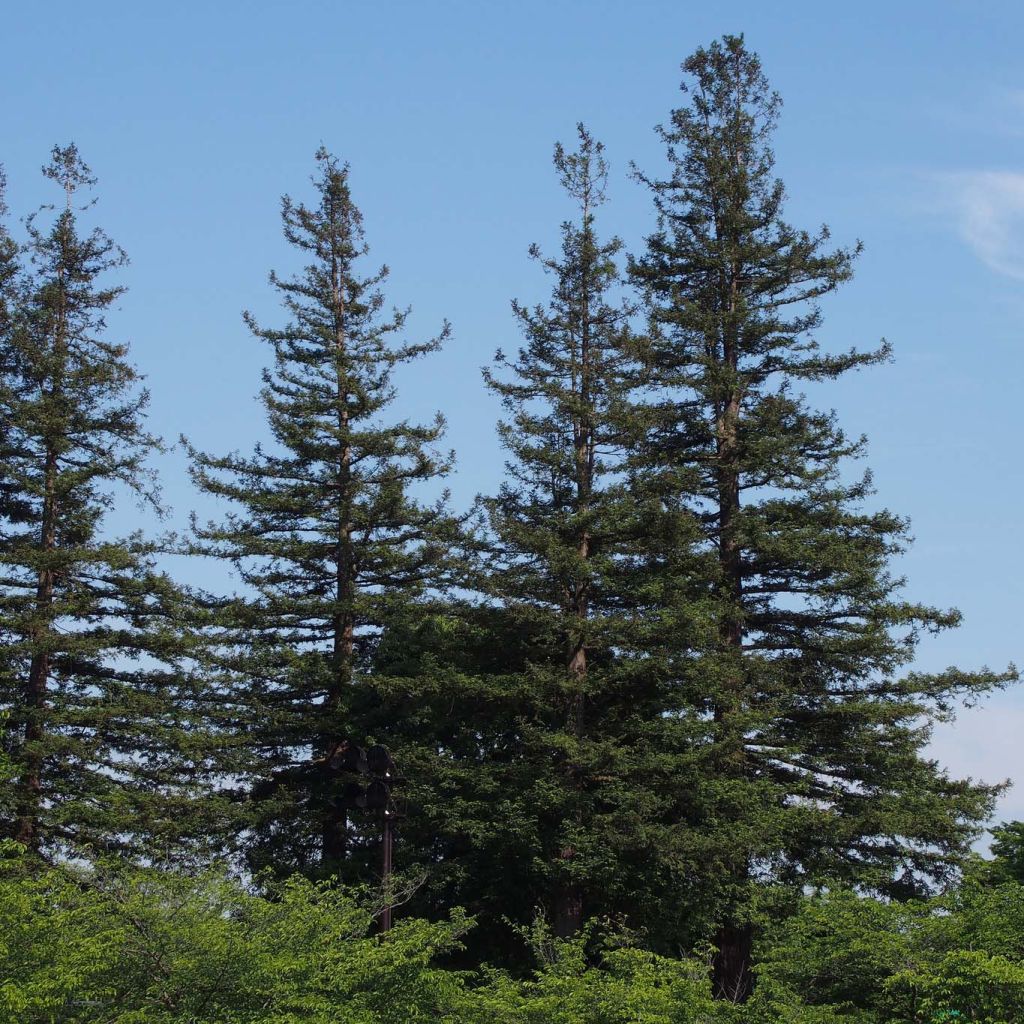 Sequoia sempervirens - Séquoia à feuilles d'If