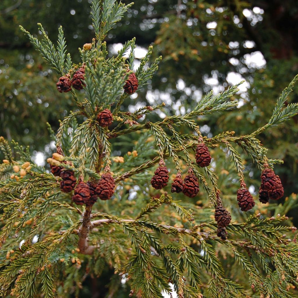Sequoia sempervirens - Séquoia à feuilles d'If