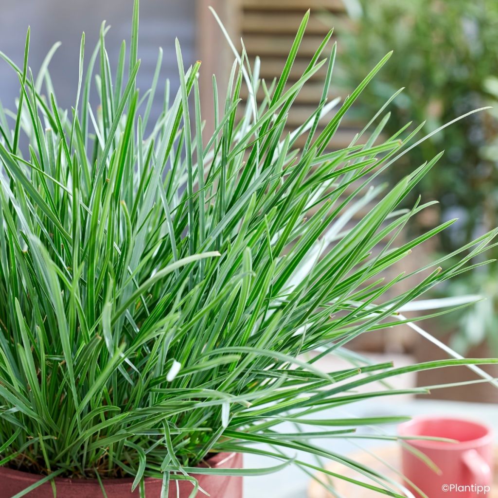 Sesleria heufleriana Blue Porcupine - Seslerie