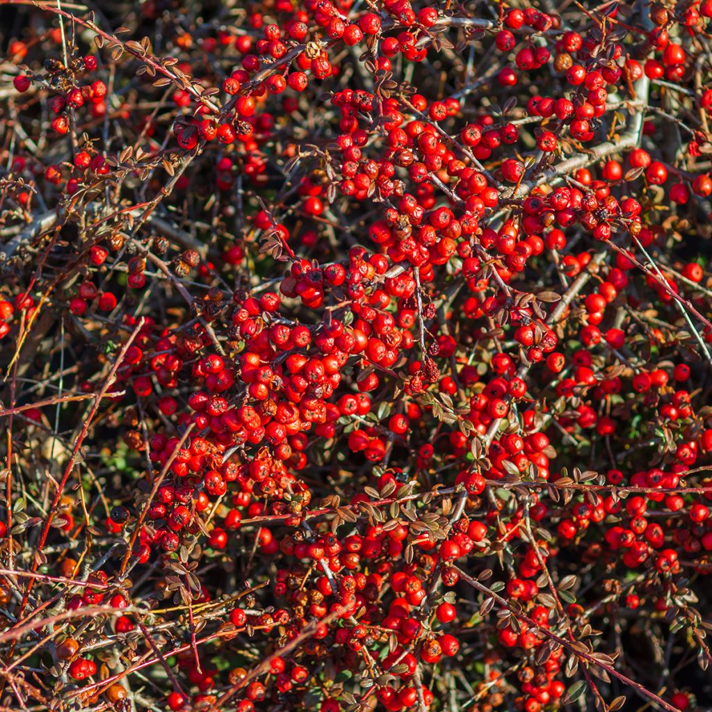 Shepherdia argentea - Shépherdie argentée