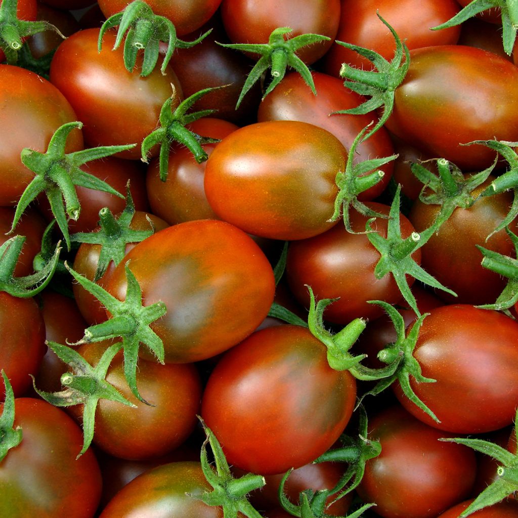 Tomate Prune noire en plants