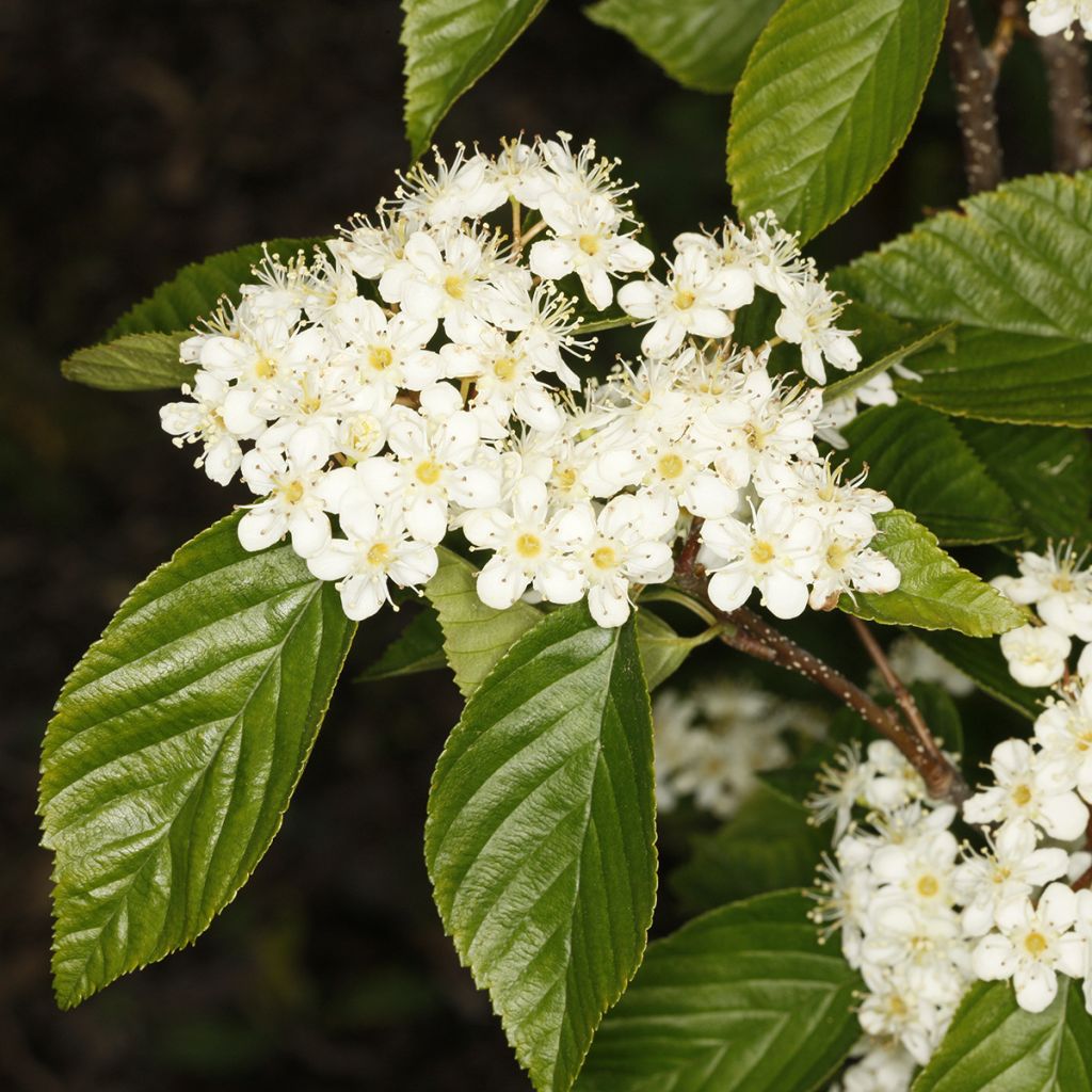 Alisier du Japon Red Bird - Sorbus alnifolia