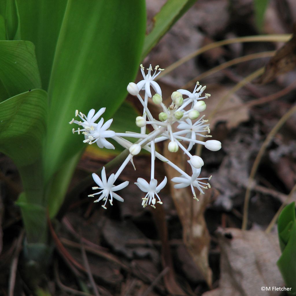 Speirantha convallarioides - Muguet de Chine