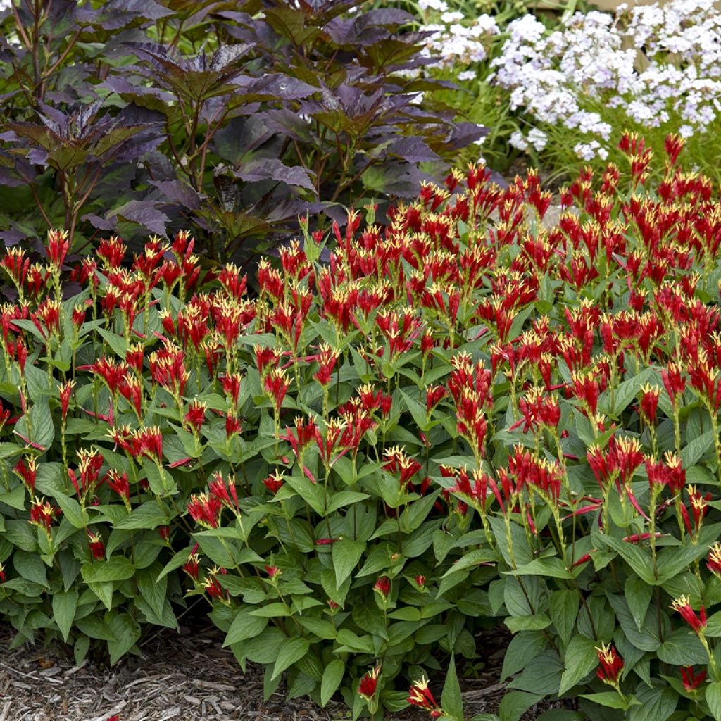 Spigelia marilandica Little Red Head - Spigélie du Maryland