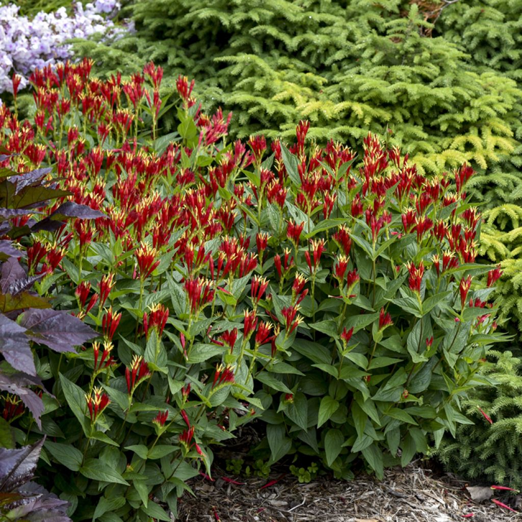 Spigelia marilandica Little Red Head - Spigélie du Maryland