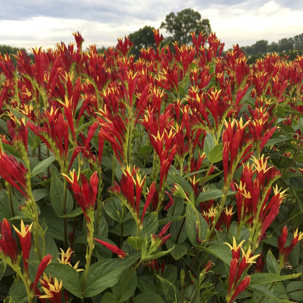 Spigelia marilandica Little Red Head - Spigélie du Maryland