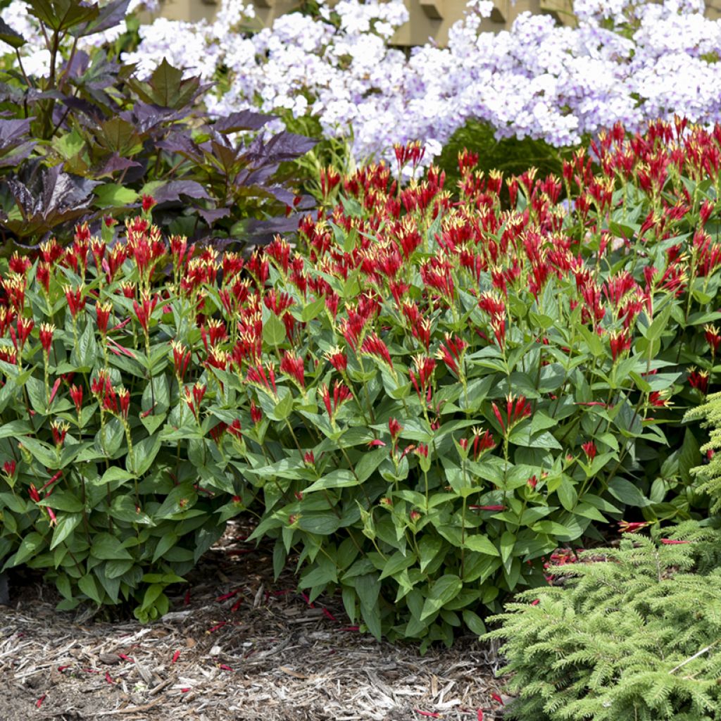 Spigelia marilandica Little Red Head - Spigélie du Maryland