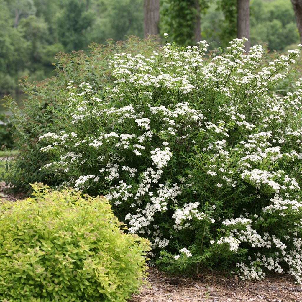 Spiraea nipponica Wedding Cake - Spirée japonaise