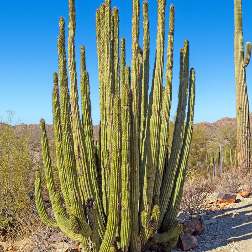 Stenocereus thurberi - Cactus orgue