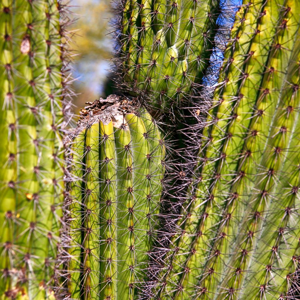 Stenocereus thurberi - Cactus orgue