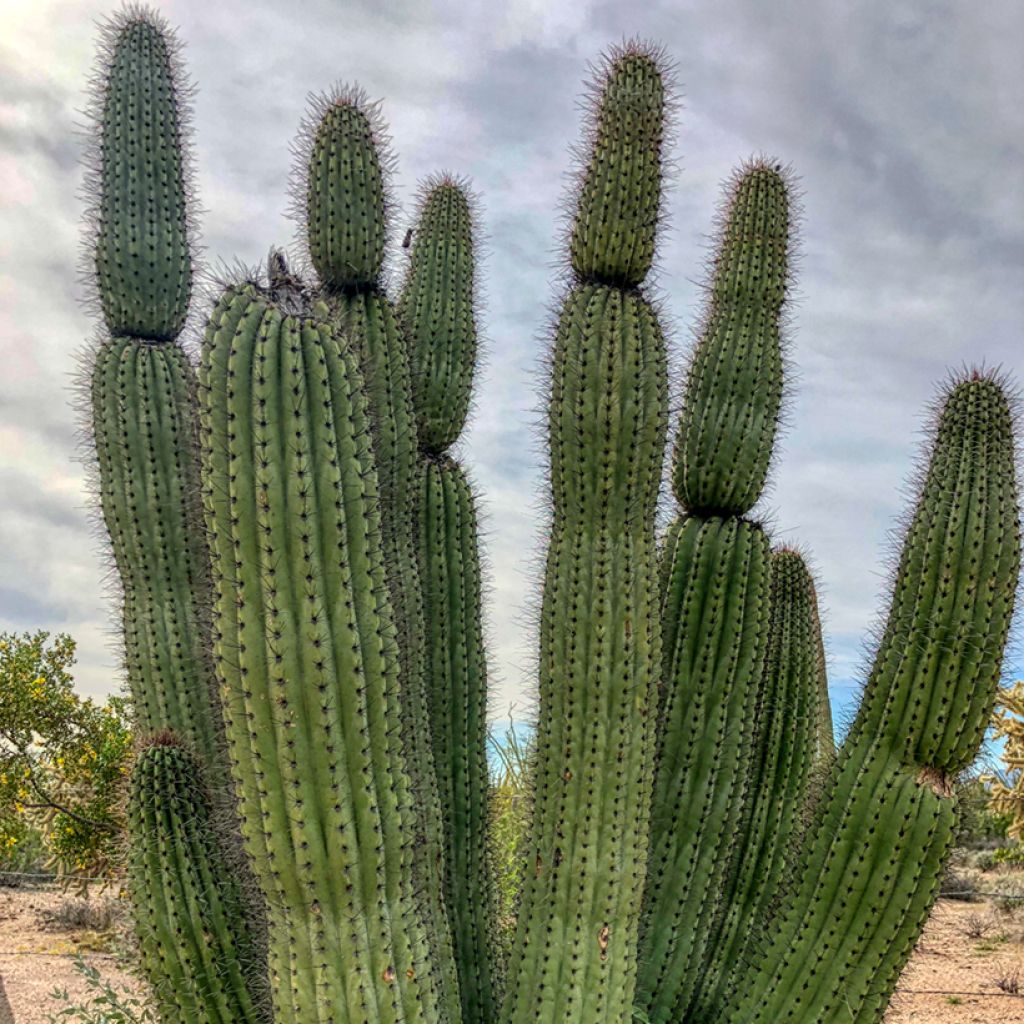 Stenocereus thurberi - Cactus orgue