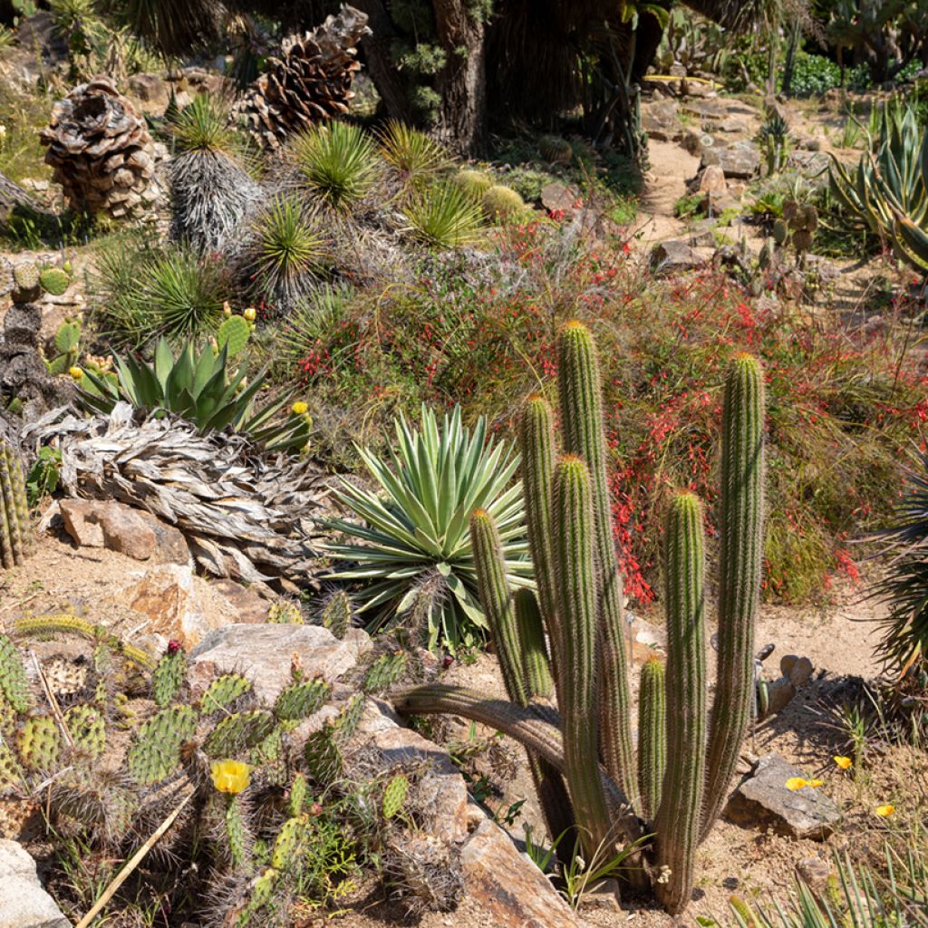 Stenocereus thurberi