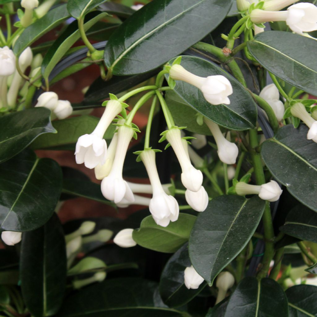Stephanotis floribunda