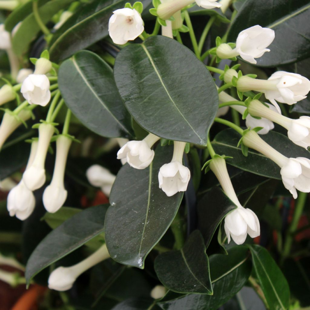 Stephanotis floribunda
