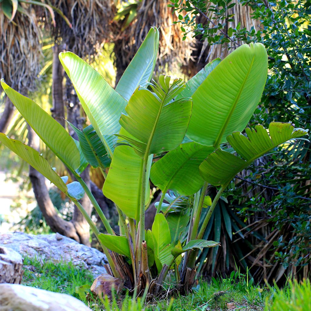 Graines d'Oiseau de Paradis blanc - Strelitzia nicolai