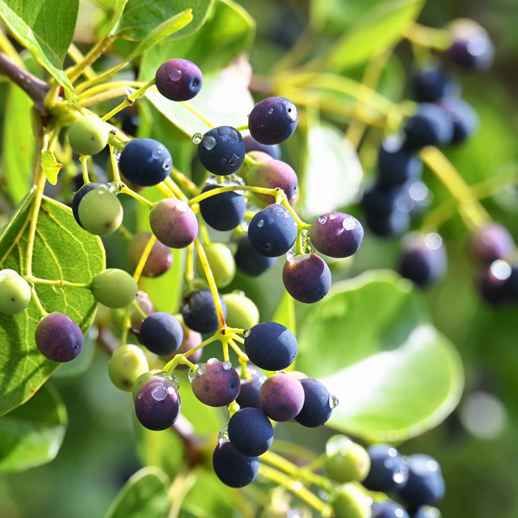 Symplocos paniculata