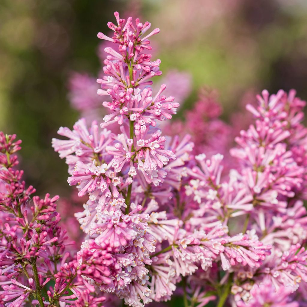 Syringa prestoniae Pinktini