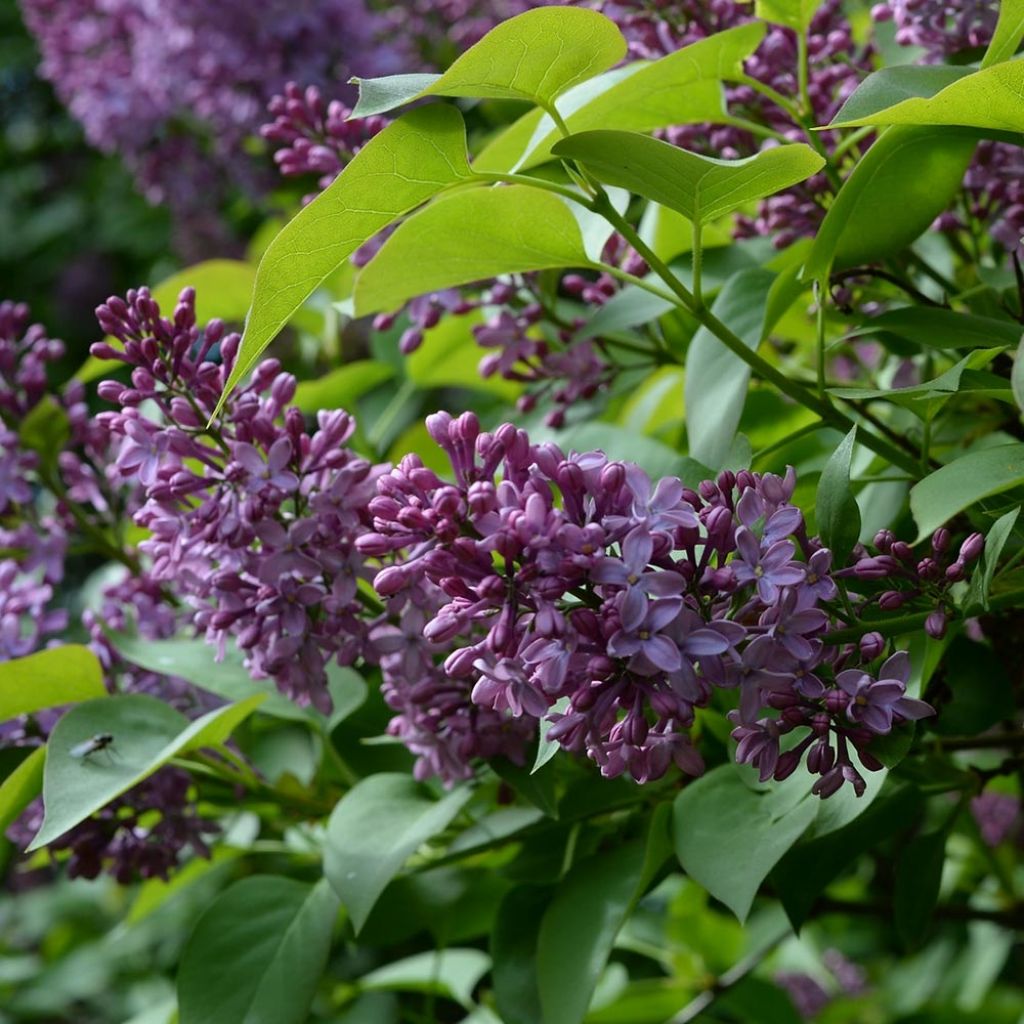Lilas - Syringa vulgaris
