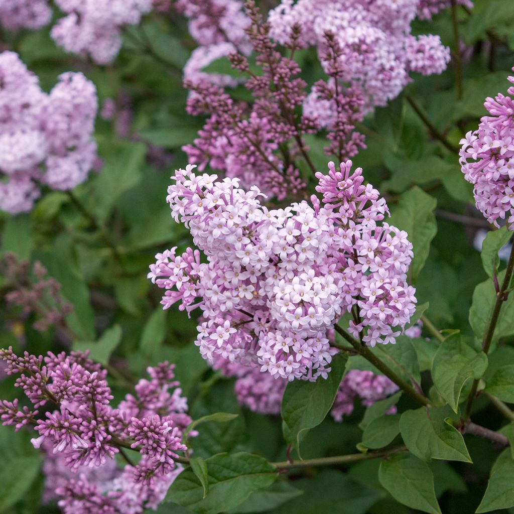 Syringa chinensis Saugeana