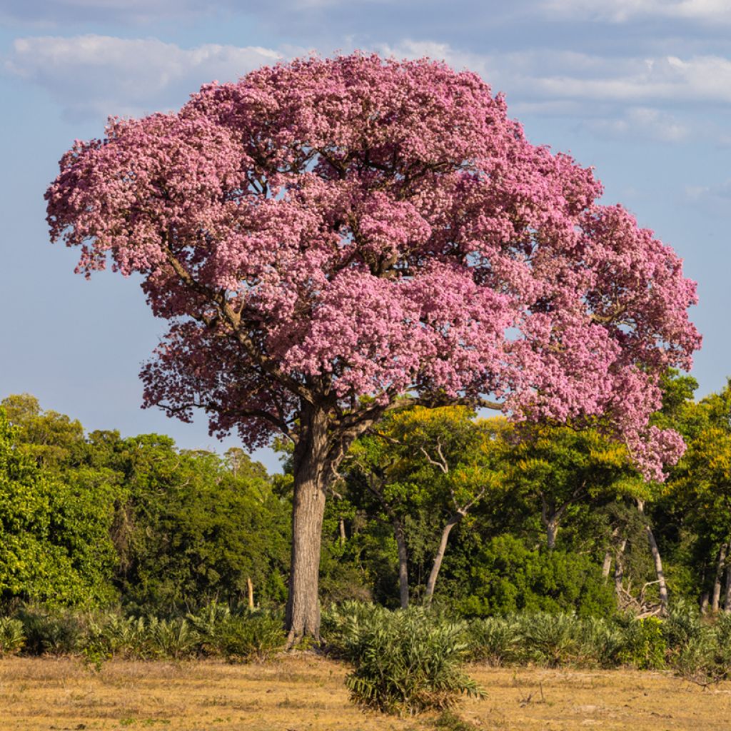 Tabebuia impetiginosa