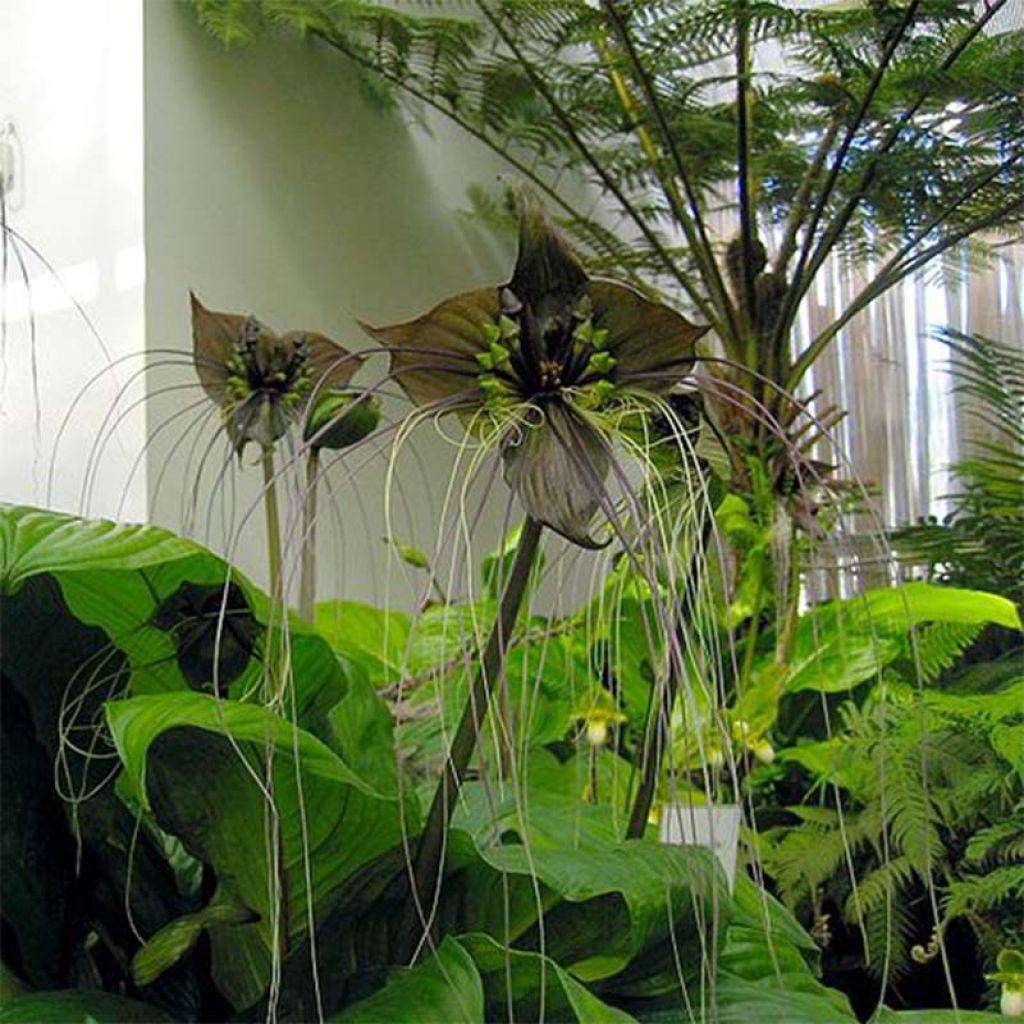 Tacca chantrieri - Fleur Chauve-souris