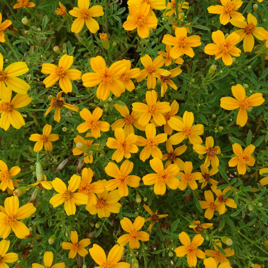 Tagetes Gold Medal - Oeillet d'Inde stérile