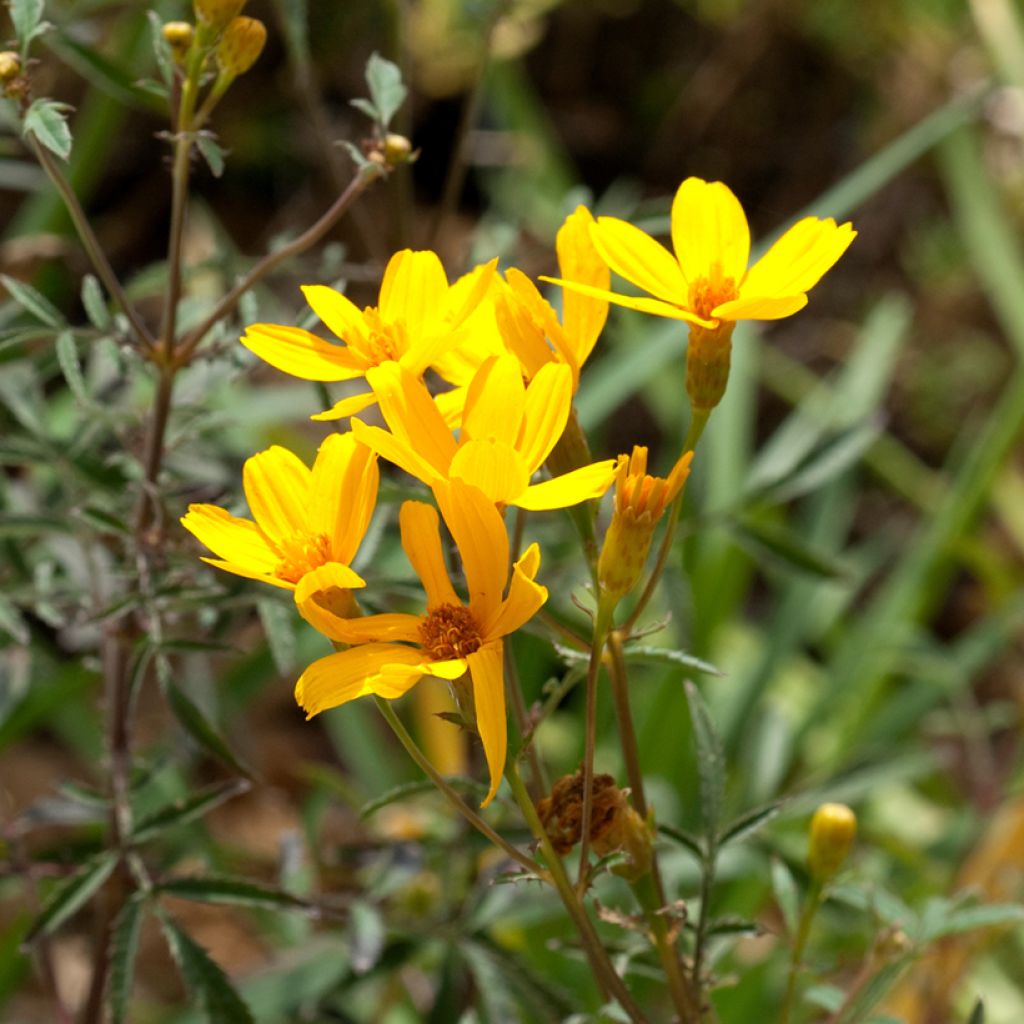 Tagetes lemmonii - Tagète de Lemmon