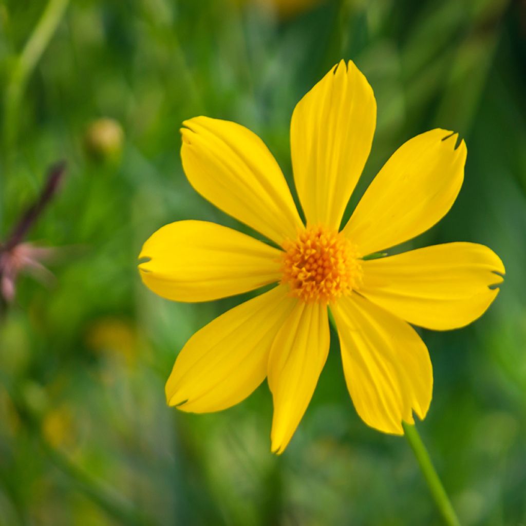 Tagetes lemmonii - Tagète de Lemmon
