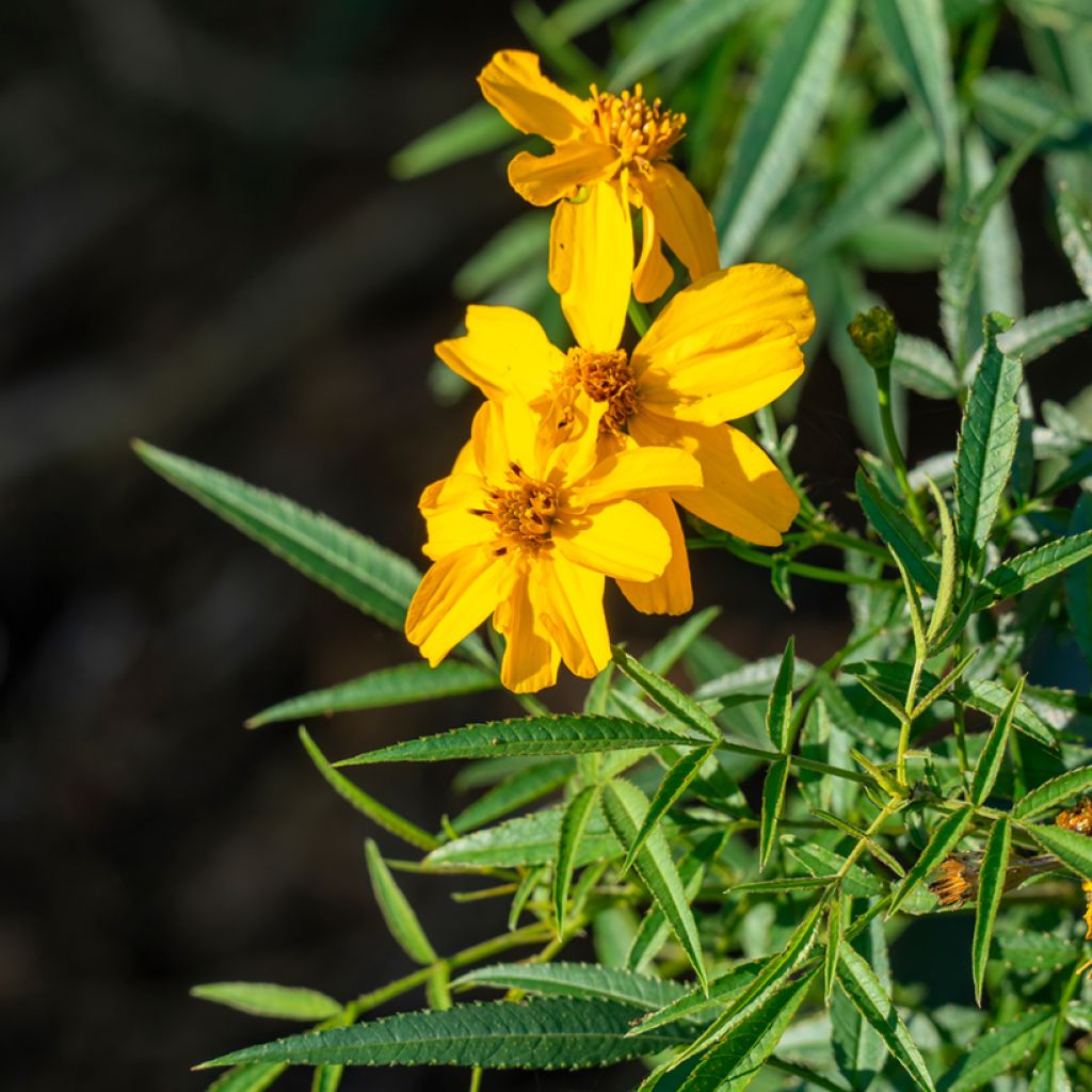 Tagetes lemmonii - Tagète de Lemmon