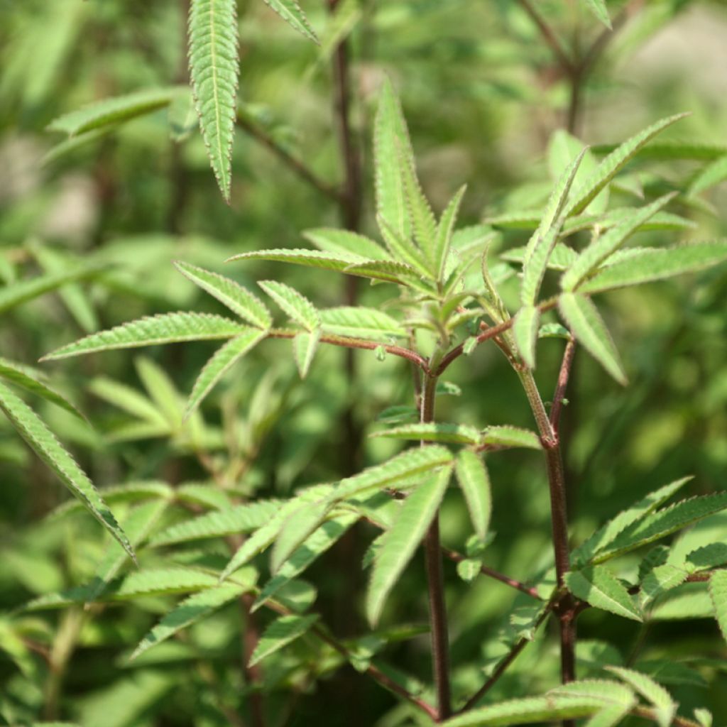 Tagetes lemmonii - Tagète de Lemmon